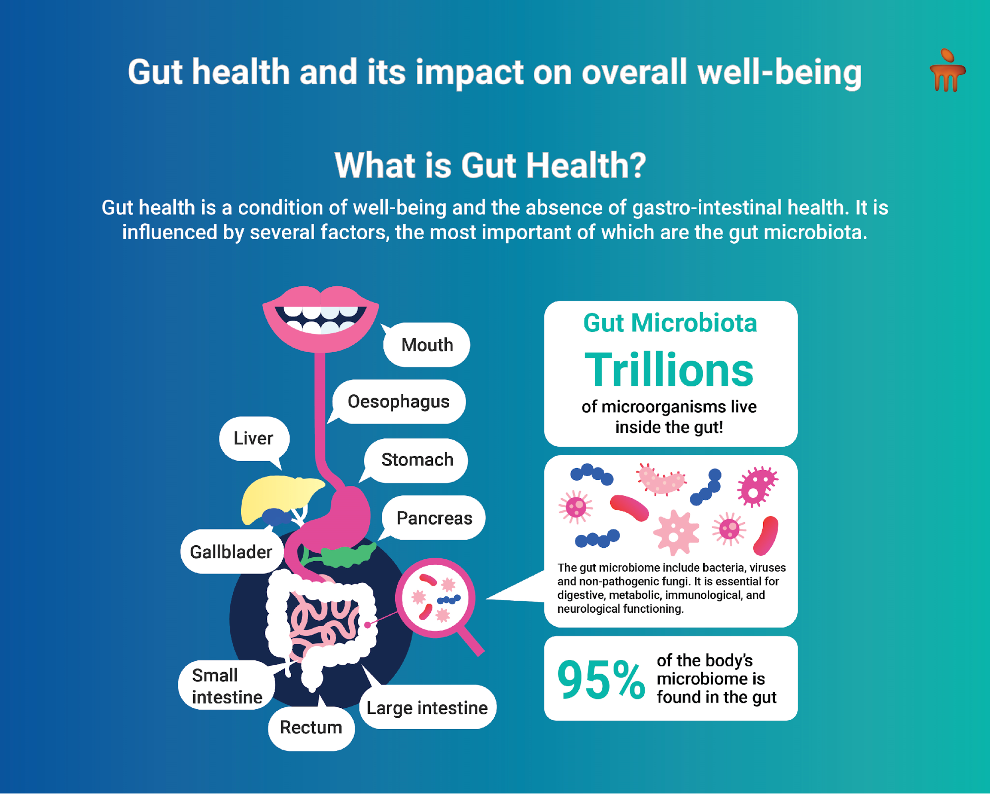 The Impact of Gut Health on Overall Well-being